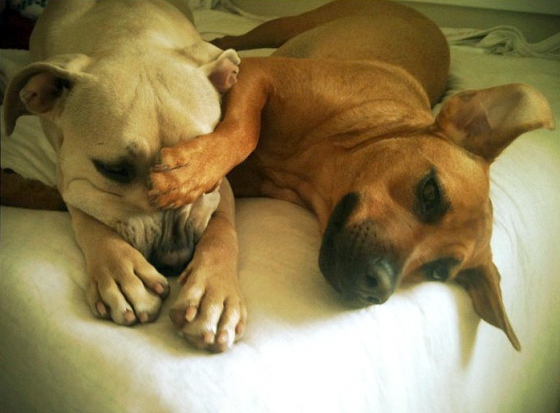 two-dogs-on-bed.jpg