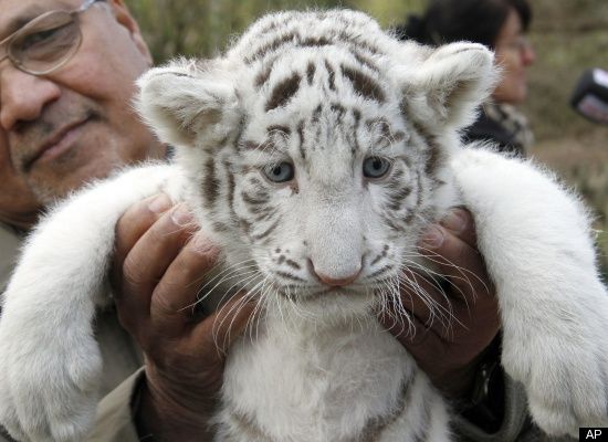 white-tiger-cub-1.jpg
