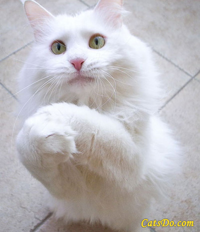 whitecat-want2.jpg