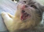 yawn.jpg