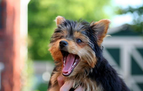 yorkie-puppy-pictures2.jpg