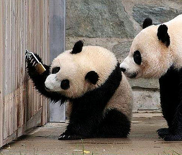 2_pandas_making_escape.jpg