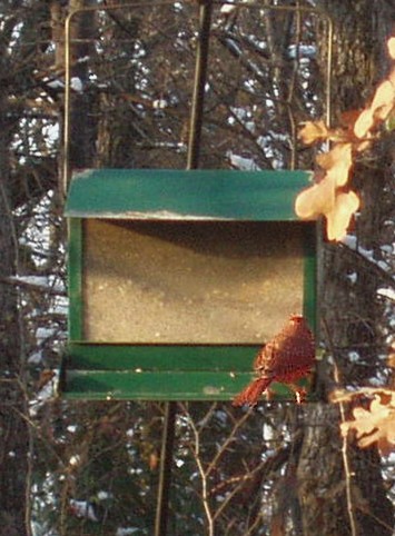 Cardinal2Feb.207.jpg