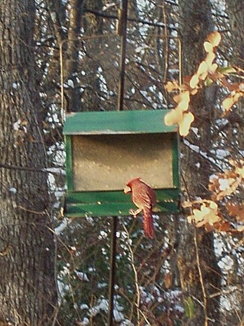 CardinalFeb.2_07.jpg