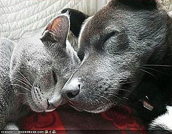 Cute_animal_28.jpg