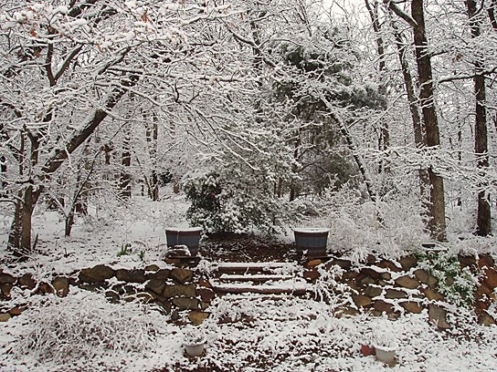Feb.207_backyard.jpg