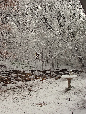 Feb.207_backyard2.jpg