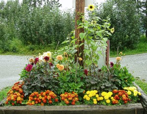 Flowersatmuskoxfarm.jpg