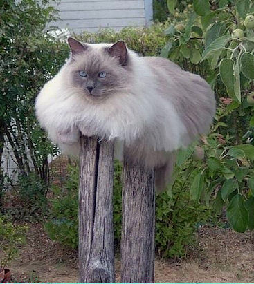 Fluffy_Thanksgiving_kitty.jpg