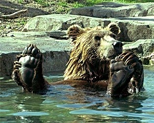 Fun_animal_pic_5.jpg