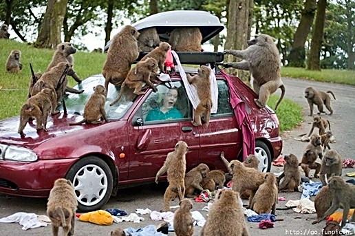 Fun_animal_pic_6.jpg