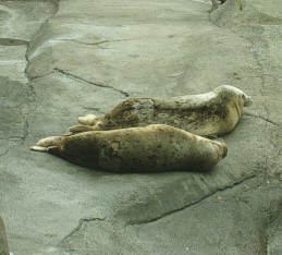 HarborSealsrinSeward.jpg