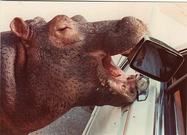 Hippo001.jpg
