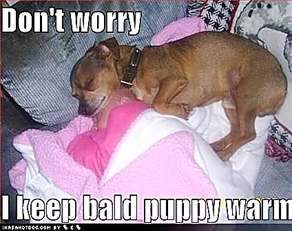 ICHC_bald_puppy.jpg