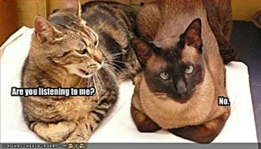 ICHC_bickering_cats.jpg