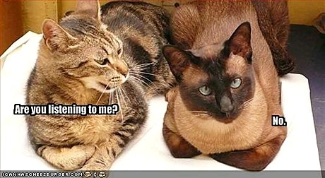 ICHC_bickering_cats_2.jpg