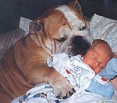 ICHC_dog_and_baby.jpg