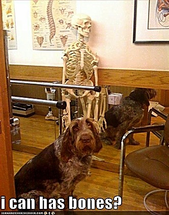 ICHC_i_can_has_bones.jpg
