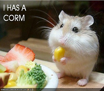 ICHC_i_has_a_corm.jpg