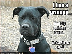 ICHC_i_has_a_grumpy.jpg