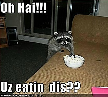 ICHC_raccoon_eating_popcorn.jpg