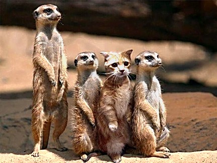 Meercats_and_kitty.jpg