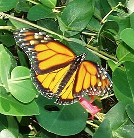 Monarch_4.jpg