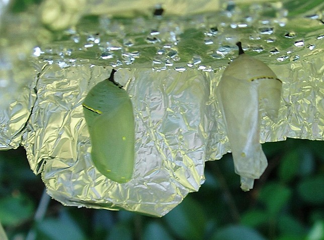 Monarch_Pupae.jpg