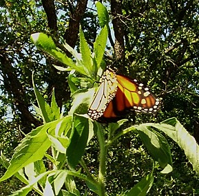 Monarch_ready_to_fly.jpg