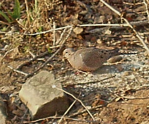 Mourning_doveFeb.207.jpg