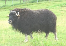 MuskOxcloseup.jpg
