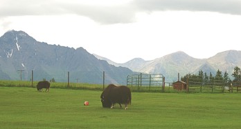 MuskOxfarm1.jpg