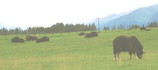 Muskoxfarm2.jpg