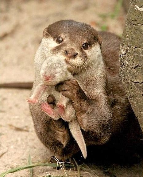 Otter_showing_baby.jpg