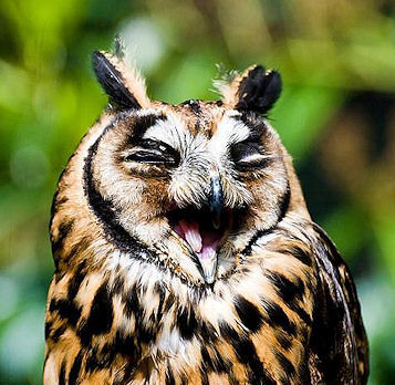 Owl_-_best.joke.ever.jpg
