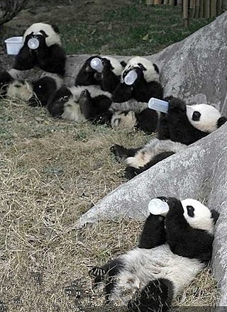 Panda_daycare_with_bottles.jpg
