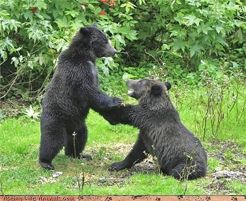 Proposing_black_bear.jpg