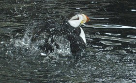 PuffinatSealifeCenter.jpg