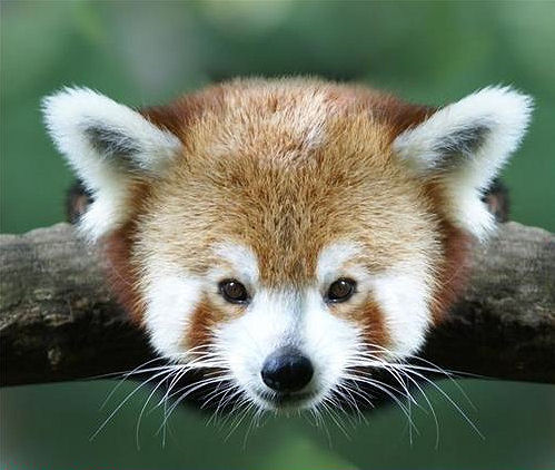 Red_Panda.jpg