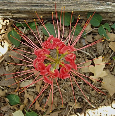 Red_flower_4.jpg