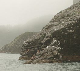 Rookeryonfirstboattour.jpg
