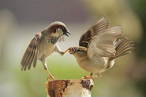 Shut_up_bird.jpg
