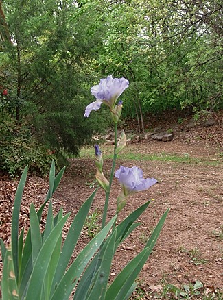 Spring_in_DO_10.jpg