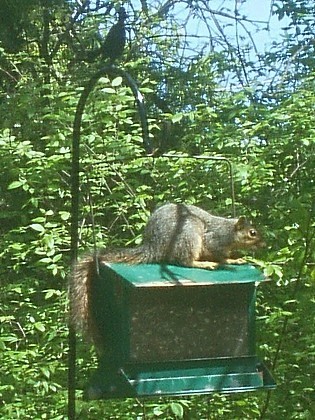 Squirrel_1.jpg