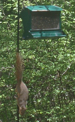 Squirrel_10.jpg