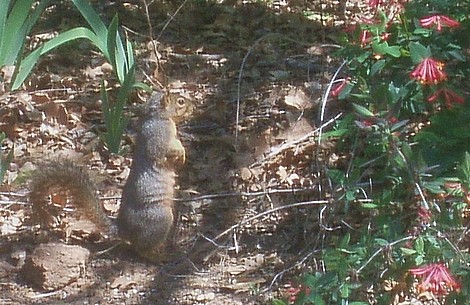 Squirrel_11.jpg