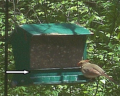 Squirrel_12.jpg