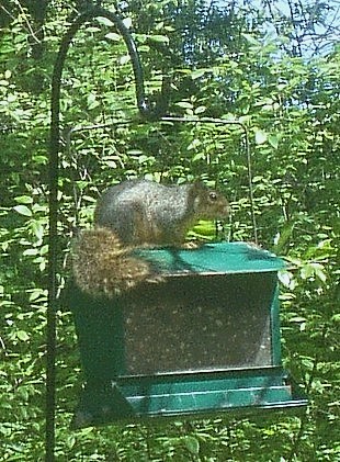 Squirrel_2.jpg
