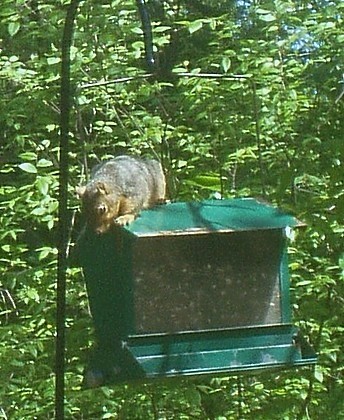 Squirrel_3.jpg