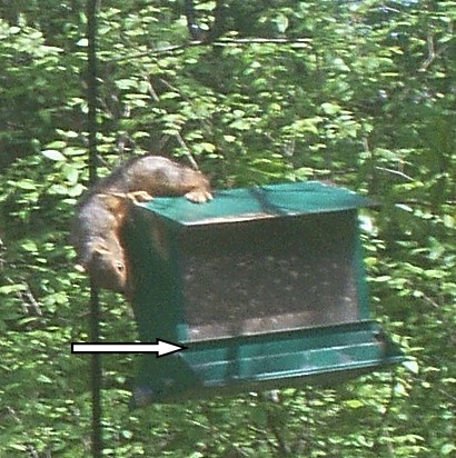Squirrel_4.jpg